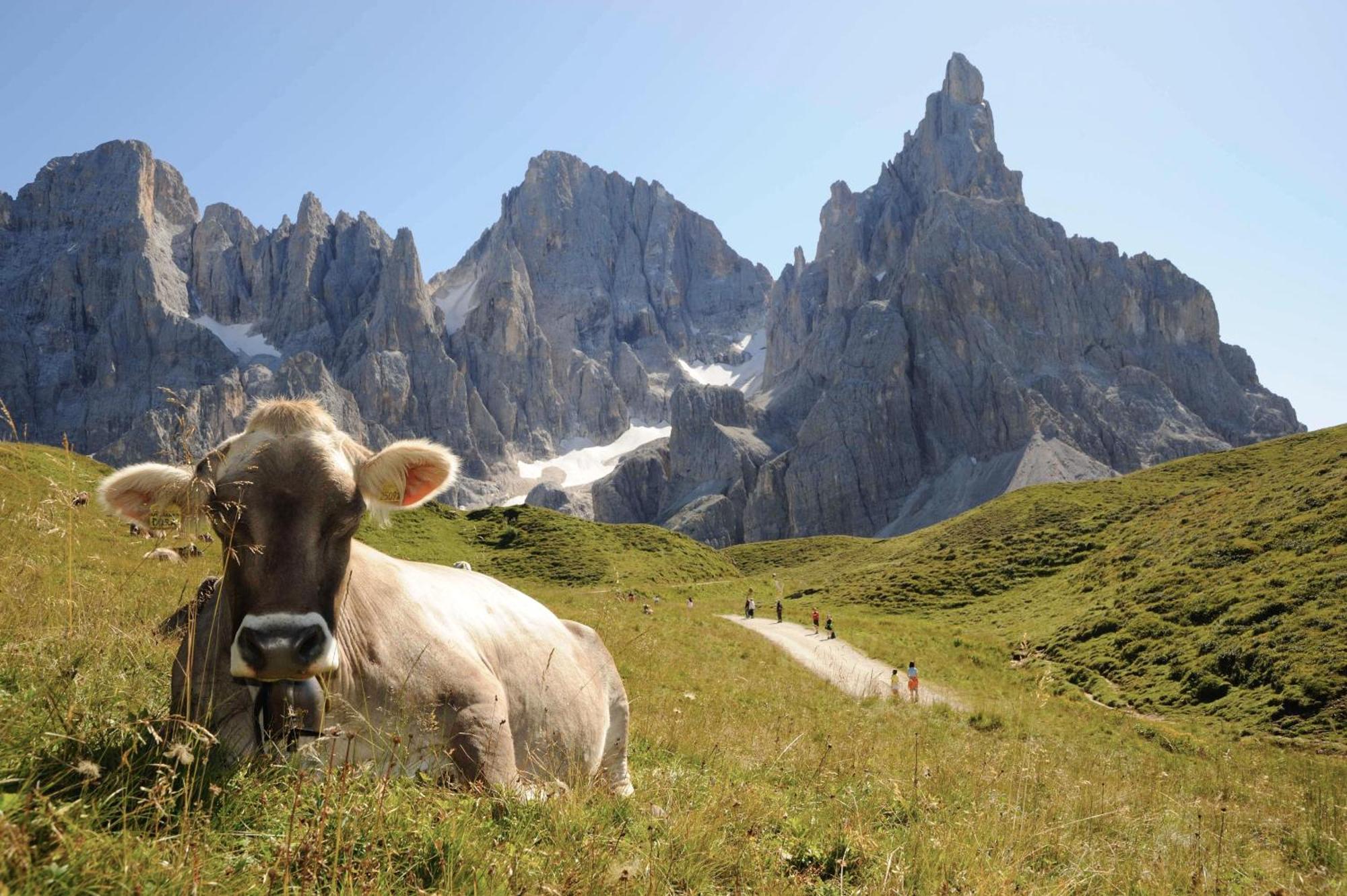 Sporting Aparthotel San Martino Di Castrozza Bagian luar foto